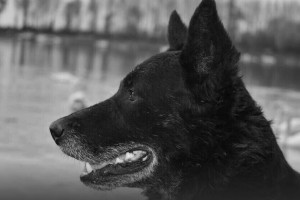 На Ленина в Благовещенске бродячий пес укусил ребенка